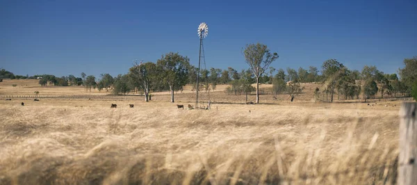 Windmühle und Kühe auf dem Land tagsüber. — Stockfoto