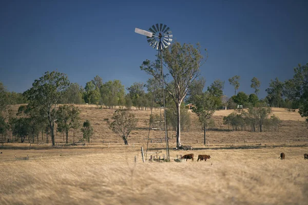 Windmill and cows in the countryside during the day. — Stock Photo, Image