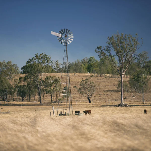 Windmühle und Kühe auf dem Land tagsüber. — Stockfoto