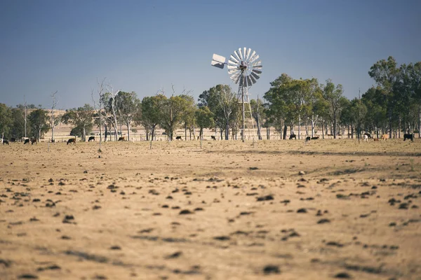 Windmühle und Kühe auf dem Land tagsüber. — Stockfoto