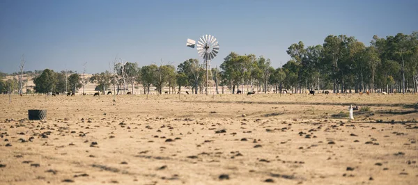 Yel değirmeni ve inekler gün sırasında kırsalında.