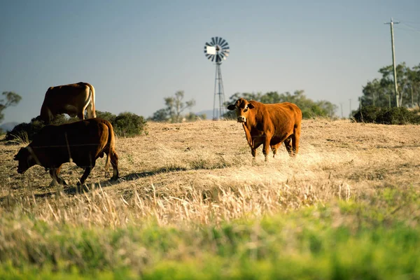 Vacas y un molino de viento en el campo . — Foto de Stock