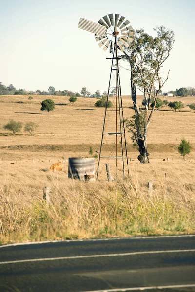 Kühe und eine Windmühle auf dem Land. — Stockfoto