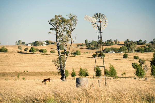 Kühe und eine Windmühle auf dem Land. — Stockfoto
