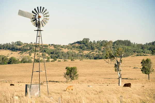 Kühe und eine Windmühle auf dem Land. — Stockfoto