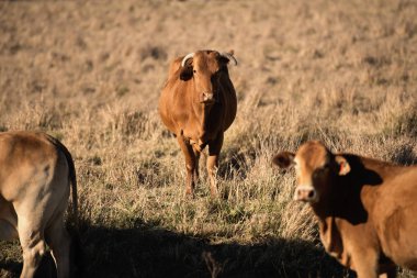 Sevimli inekler gün sırasında kırsalında.