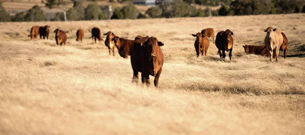 Vacas lindas en el campo durante el día . —  Fotos de Stock