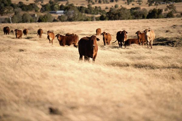 Roztomilé krávy na venkově během dne. — Stock fotografie