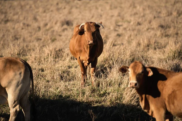 Vacas lindas en el campo durante el día . —  Fotos de Stock