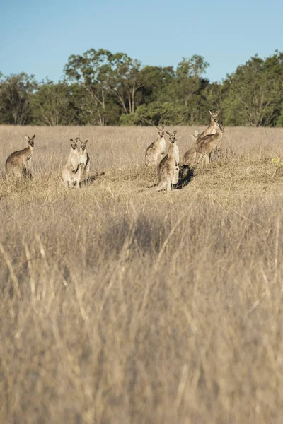 Kangourous à la campagne — Photo