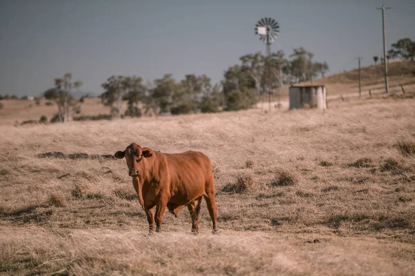 Tehén és a malom, az ország — Stock Fotó