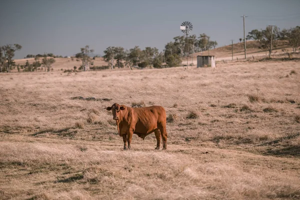 Tehén és a malom, az ország — Stock Fotó