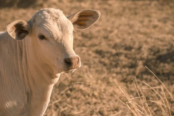 Vaca bebé en el campo —  Fotos de Stock