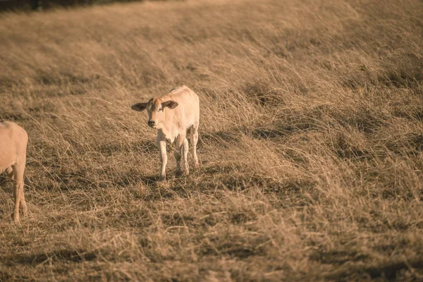 Vacas bebé en el campo —  Fotos de Stock