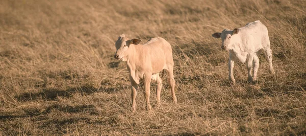 Baby krowy na wsi — Zdjęcie stockowe