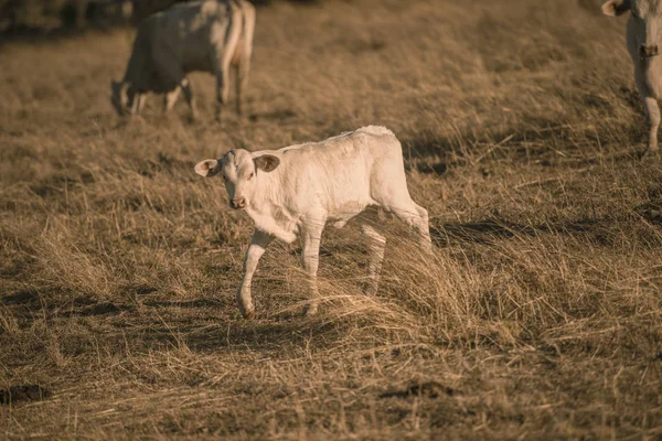 Vacas bebé en el campo —  Fotos de Stock