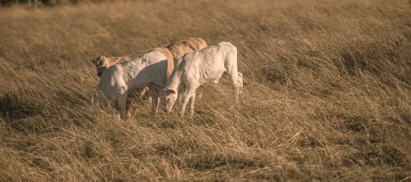 Vacas bebé en el campo —  Fotos de Stock