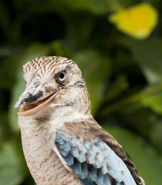 Kookaburra close up. — Stock Photo, Image