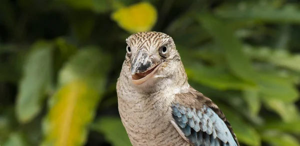 Kookaburra de cerca . —  Fotos de Stock