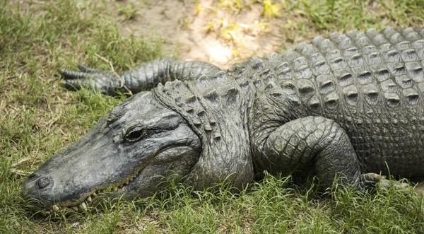 Crocodile outside in the daylight — Stock Photo, Image