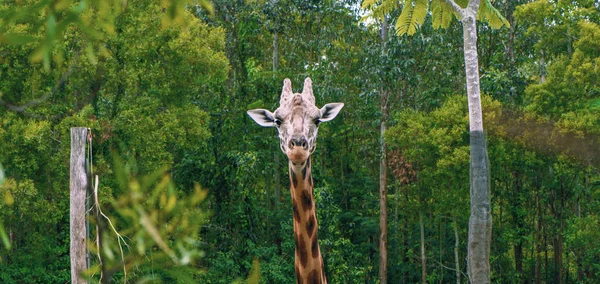 Giraffa in cerca di cibo durante il giorno . — Foto Stock