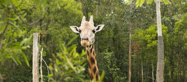 Girafe à la recherche de nourriture pendant la journée . — Photo