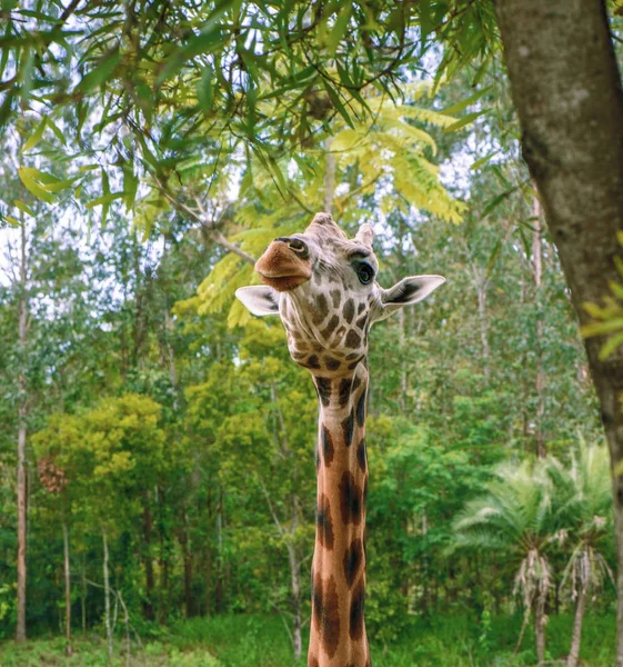 Жирафа, дивлячись на продовольство в денний час. — стокове фото