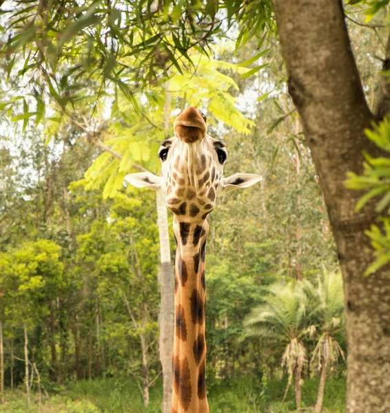 Girafe à la recherche de nourriture pendant la journée . — Photo