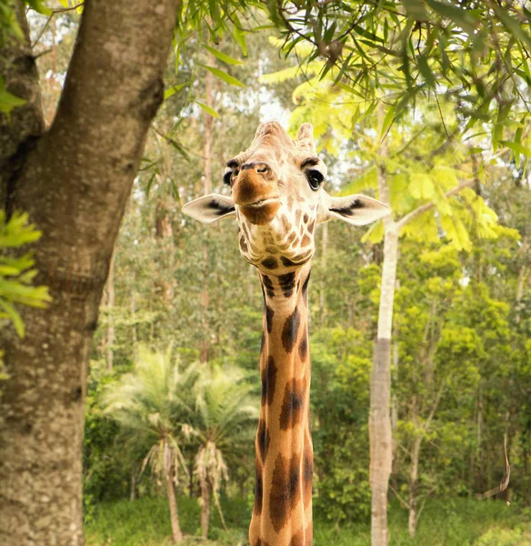 Giraff letar mat under dagtid. — Stockfoto