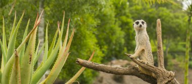 Etrafa bir çöl faresi.