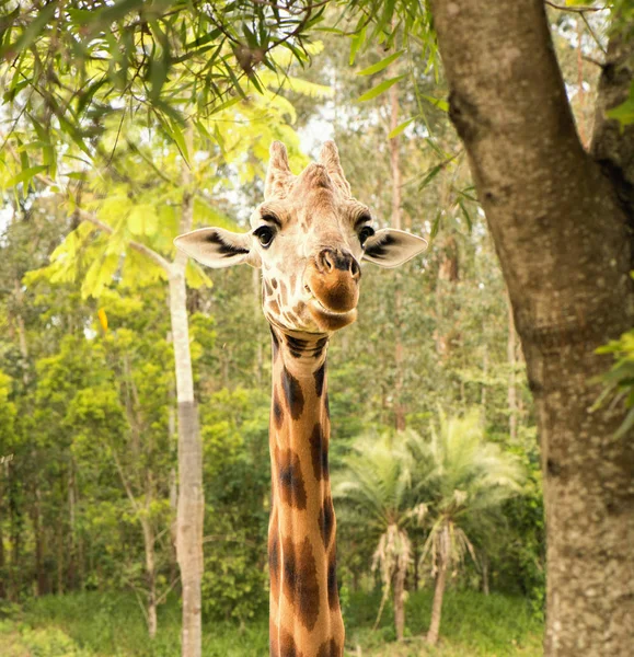 Жирафа, дивлячись на продовольство в денний час. — стокове фото