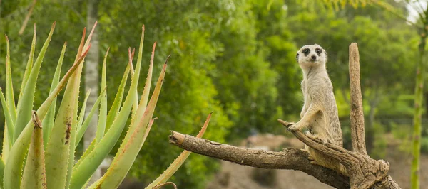 Ein Erdmännchen schaut sich um. — Stockfoto