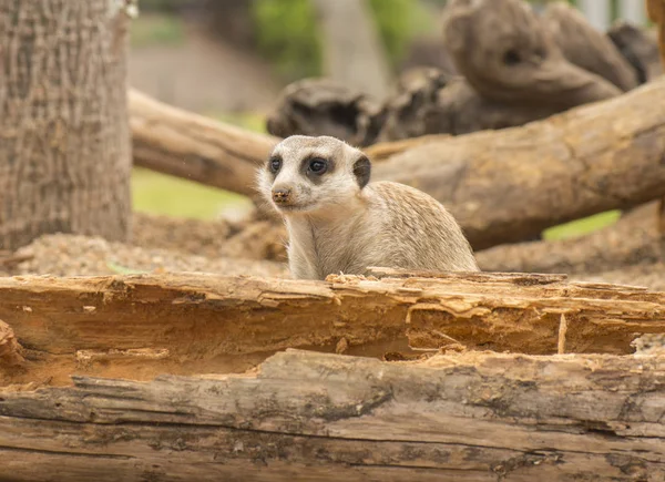 Ein Erdmännchen schaut sich um. — Stockfoto