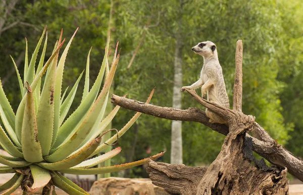 Ein Erdmännchen schaut sich um. — Stockfoto