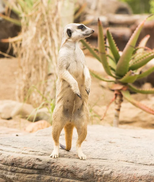 Ein Erdmännchen schaut sich um. — Stockfoto