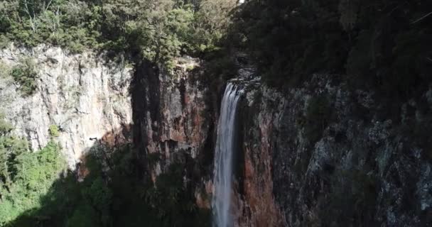 Purlingbrook Falls i Springbrook National Park. — Stockvideo