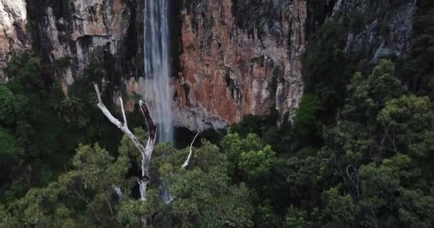 Purlingbrook Falls i Springbrook National Park. — Stockvideo