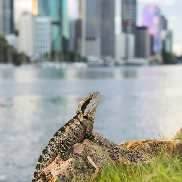 Water Dragon outside during the day by the Brisbane river. — Stock Photo, Image