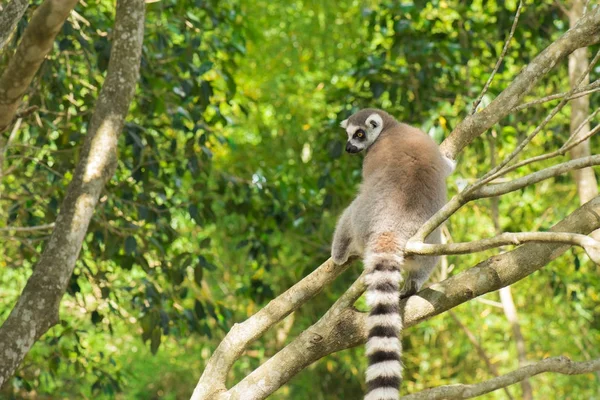 Lemur sám o sobě v stromu během dne. — Stock fotografie