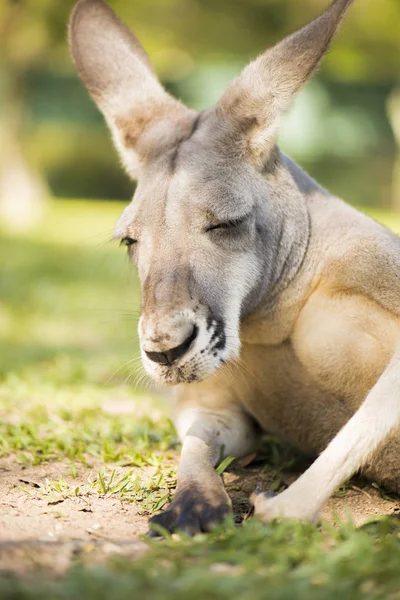 Kangaroo outside during the day time. — Stock Photo, Image