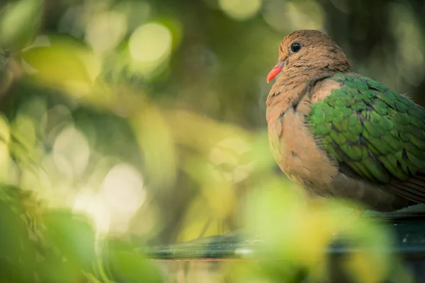 단일 다채로운 비둘기 휴식 — 스톡 사진