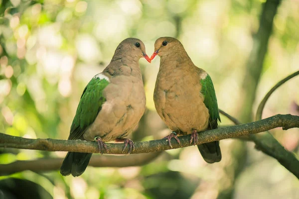 Due colombe colorate appoggiate all'esterno su un ramo . — Foto Stock