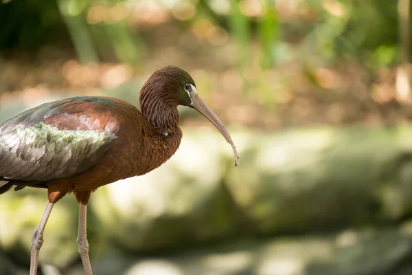 Ibis czarny poza w czasie dnia. — Zdjęcie stockowe