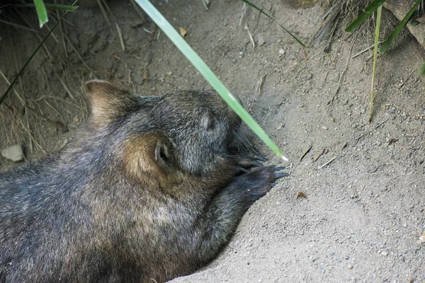 Adorable grand wombat pendant la journée à la recherche d'herbe à manger — Photo