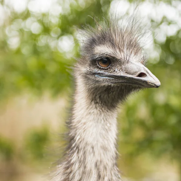 Emu przez siebie na zewnątrz w ciągu dnia. — Zdjęcie stockowe