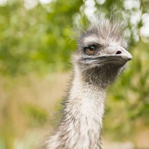 Emu allein im Freien tagsüber. — Stockfoto