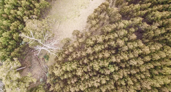 Foresta nella campagna della Tasmania . — Foto Stock