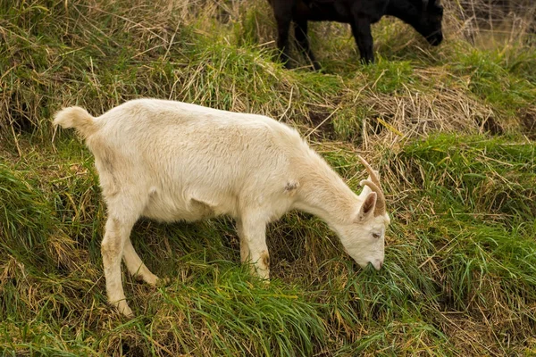 Goat outside during the day time — Stock Photo, Image