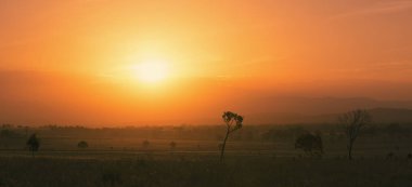 Queensland kırsalında ağaçlarda