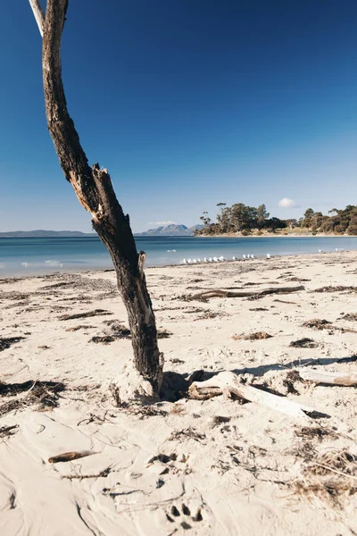 Playa Jubileo en la ciudad de Swansea, Tasmania . — Foto de Stock